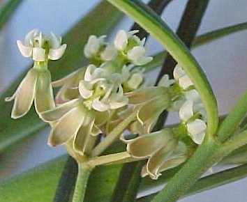 A. linearis