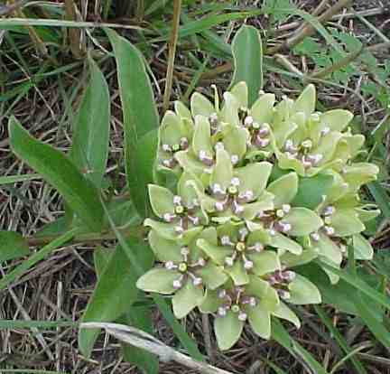 A. viridis