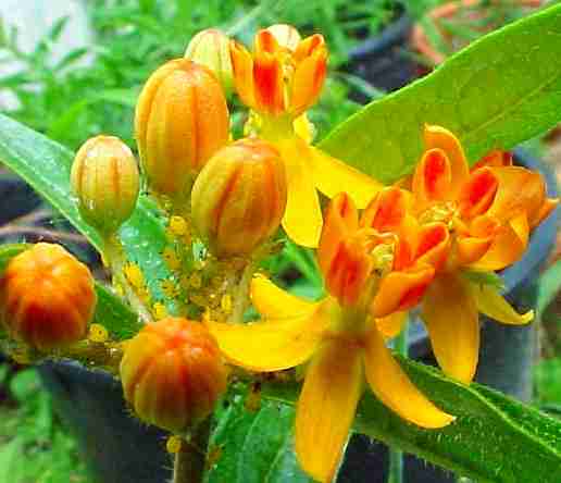 A. tuberosa