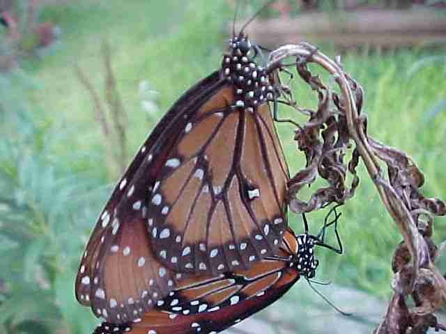 Queen pair