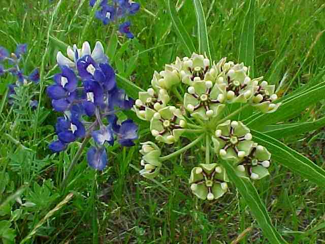 asperula and bluebonnets