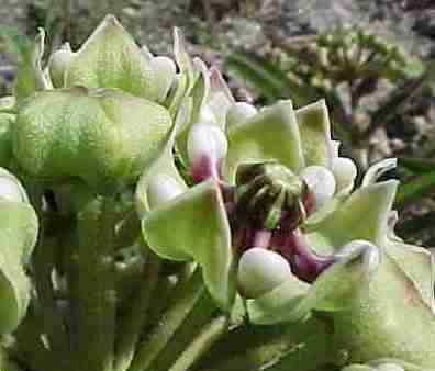 A. asperula