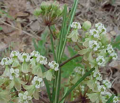 A. verticillata