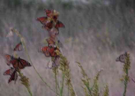 Lavaca Bay clusters 30 Oct 02