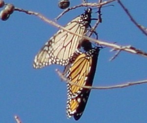 Monarch pair