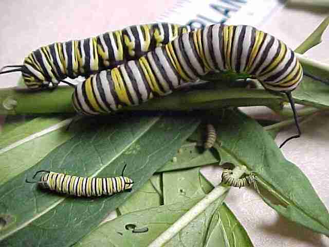 Monarch larvae