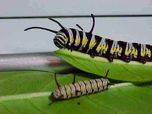 Queen larvae, dark and light