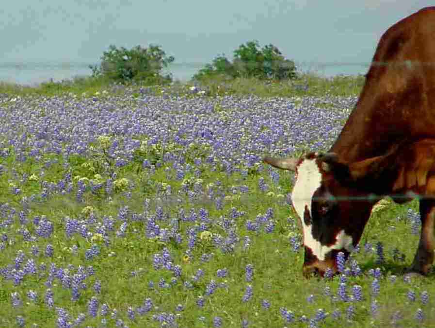 Apr 2002 pasture with asperula